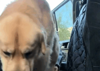 C1111001_Man found an abandoned dog on road brought it home #animals_part2