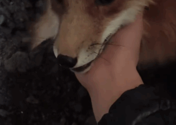 C1111002_Man adopted fox stolen his chicken then #animals #rescuean…_part2