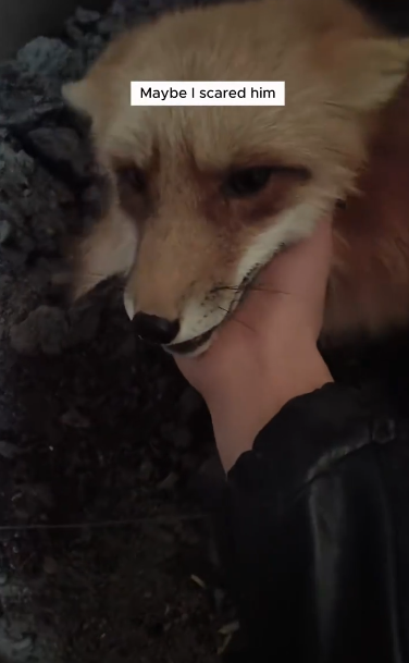 C1111002_Man adopted fox stolen his chicken then #animals #rescuean…_part2