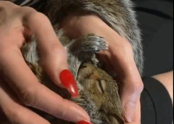 C1111003_rescued drowning baby squirrel but my cat didn like it #animals…_part2