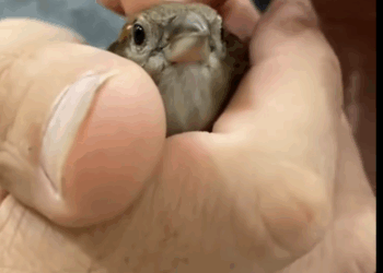 C1111004_Man rescued stucked bird then #animal #rescueanimals #animallov…_part2