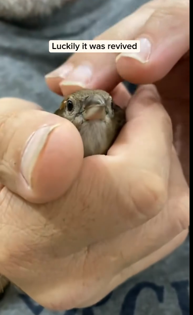 C1111004_Man rescued stucked bird then #animal #rescueanimals #animallov…_part2