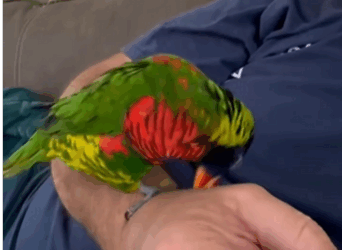 C0311015_rescued two parrot in trouble on road then #rescue #resc…_part2