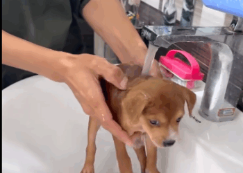 C1111005_found puppy then #rescue #animals #animalsoftiktok #puppy #dog_part2