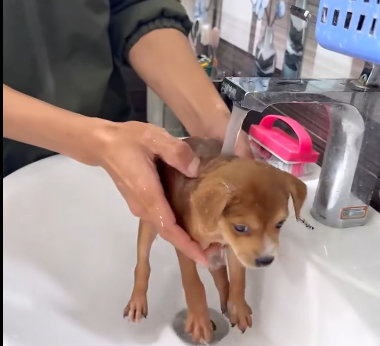 C1111005_found puppy then #rescue #animals #animalsoftiktok #puppy #dog_part2