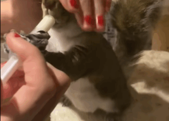 C1111006_Girl rescued an injured squirrel adopted it love #animals #r…_part2