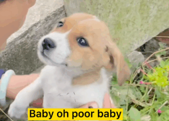 C1111007_We answered call an abandoned puppy in yard had no food_part2