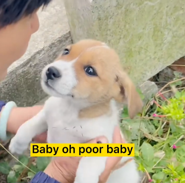 C1111007_We answered call an abandoned puppy in yard had no food_part2