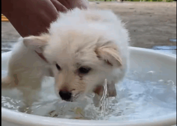 C1111008_Abandoned puppy got home #dogrescue #puppy_part2