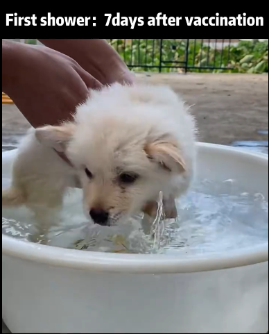 C1111008_Abandoned puppy got home #dogrescue #puppy_part2