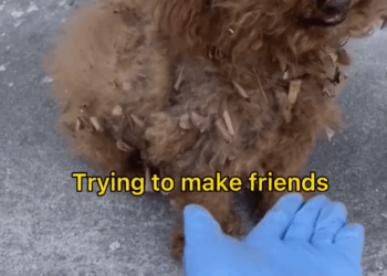 C1111009_Her last owner might had electric bike too #dogrescue #poodle_part2