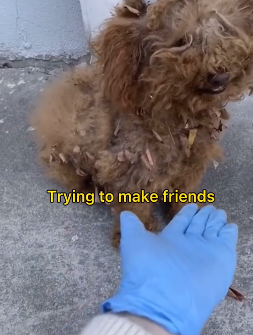 C1111009_Her last owner might had electric bike too #dogrescue #poodle_part2