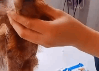 C1111010_Rescue her death editing made me cry #dogrescue_part2