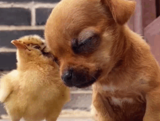 C1111011_Healing moment. Hope all creatures have such happy childhood. #dogl…_part2