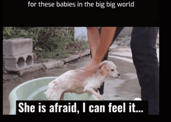 C1111012_hope there is always peaceful corner these babies in big_part2