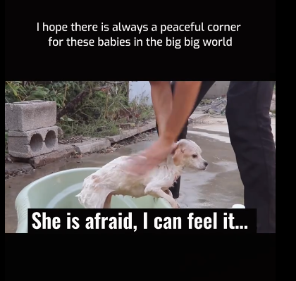 C1111012_hope there is always peaceful corner these babies in big_part2