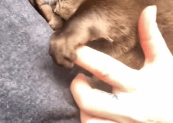 C1111013_Luckily mermaid, guy was able to save her in time.#rescu…_part2