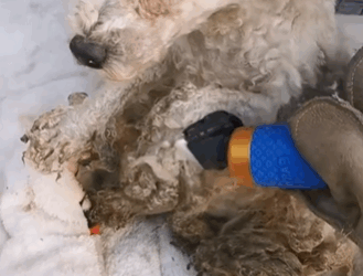 C1111014_We will try our to give him home #dogrescue #doglover_part2