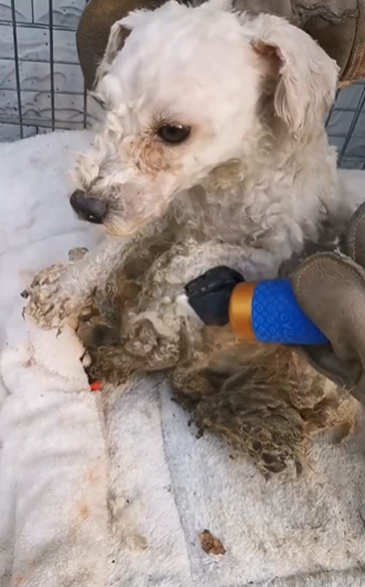 C1111014_We will try our to give him home #dogrescue #doglover_part2