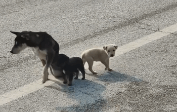 C0511001_disabled momma dog her tiny pups are begging help p…_part2