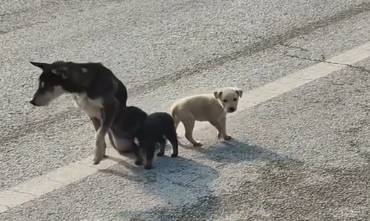 C0511001_disabled momma dog her tiny pups are begging help p…_part2