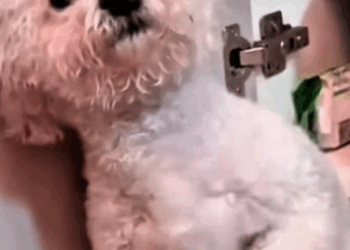 C1111015_dog begged girl help, lucky dog.#rescue #rescuean…_part2