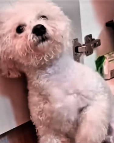 C1111015_dog begged girl help, lucky dog.#rescue #rescuean…_part2