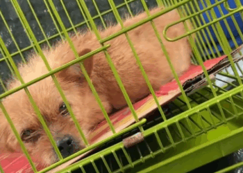 C1111017_poor dog who was hit by car now walks exposed bones #res…_part2