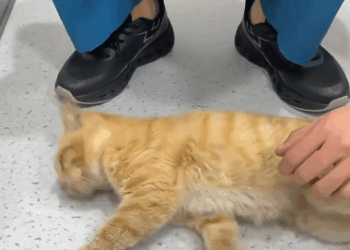 C1111018_Angels arrived before death #rescue #rescued #rescuecat #helpanimals_part2