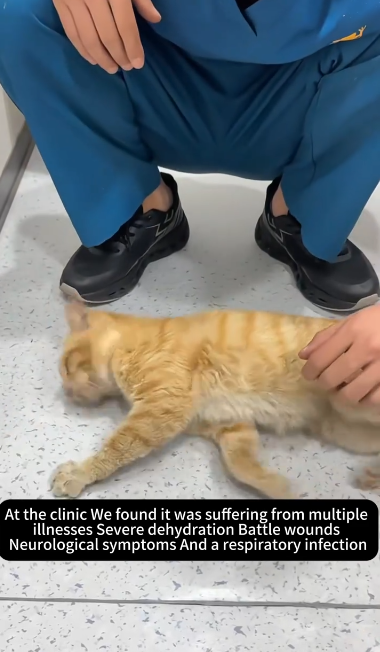 C1111018_Angels arrived before death #rescue #rescued #rescuecat #helpanimals_part2