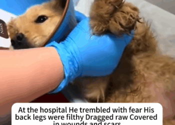 C1111019_poor puppy was hit by car become disabled starved to deat…_part2