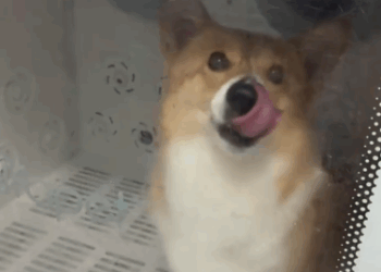 C1111020_poor disabled puppy #rescue #rescued #rescuedog #helpanimals #foryo…_part2