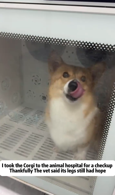 C1111020_poor disabled puppy #rescue #rescued #rescuedog #helpanimals #foryo…_part2