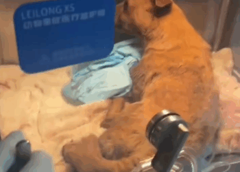 C1111021_helpless little dog left behind #rescue #rescued #rescuedog #helpan…_part2