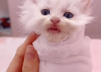 C1111022_Found in Rain #rescue #rescued #rescuecat #helpanimals #foryour_part2