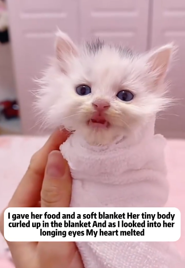 C1111022_Found in Rain #rescue #rescued #rescuecat #helpanimals #foryour_part2