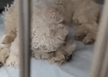 C1111023_He just Runs in Different Way #rescue #rescued #rescuedog #helpanim…_part2