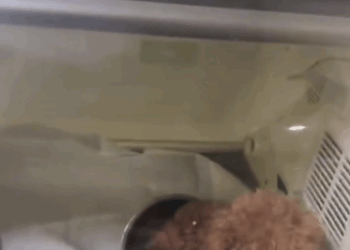 C1111024_Mom arrives before death #rescue #rescued #rescuedog #helpanimals #fo…_part2