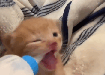 C0511002_Hi mom, miss you #fyp #rescue #kitty #animals #cat_part2