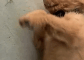 C1111025_Rescued puppy trapped in water#rescue #rescued #rescuedog #help…_part2