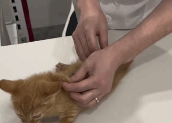 C1111026_Rescued bad tempered kitten #rescue #rescued #rescuecat #helpanimal…_part2