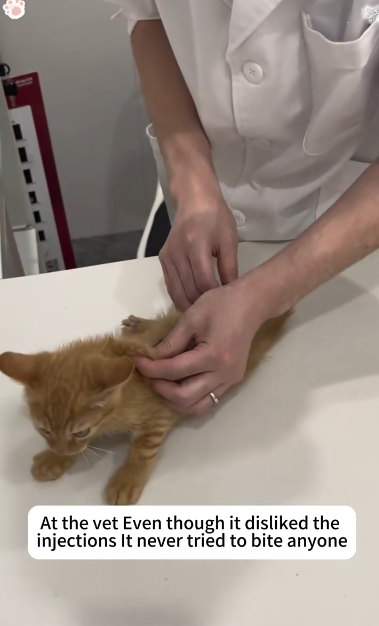 C1111026_Rescued bad tempered kitten #rescue #rescued #rescuecat #helpanimal…_part2