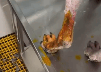 C1111027_Rescued dog has been imprisoned many years #rescue #rescue…_part2