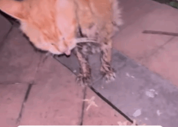 C1111028_Rescued poor stray cat had stomatitis couldn eat#rescue_part2