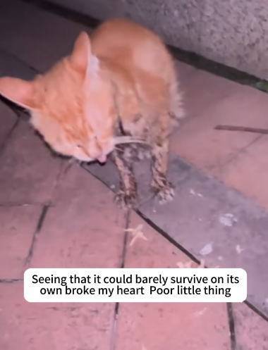 C1111028_Rescued poor stray cat had stomatitis couldn eat#rescue_part2