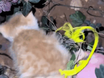 C1111029_kitten was tied to tree rope #rescue #rescued #rescueca…_part2