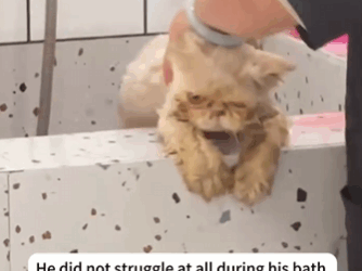 C1111030_is story about an abandoned stray cat named Saturday#rescue #r…_part2