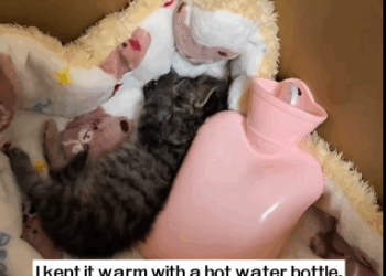 C1311001_found cat no signs of life, but didn give up #rescue #an…_part2