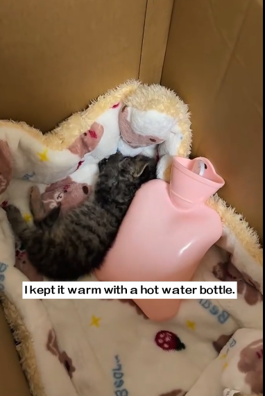 C1311001_found cat no signs of life, but didn give up #rescue #an…_part2