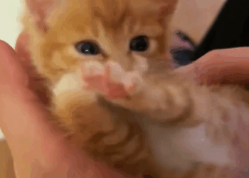 C1311002_found poor little cat lying motionless in corner its pitiful_part2